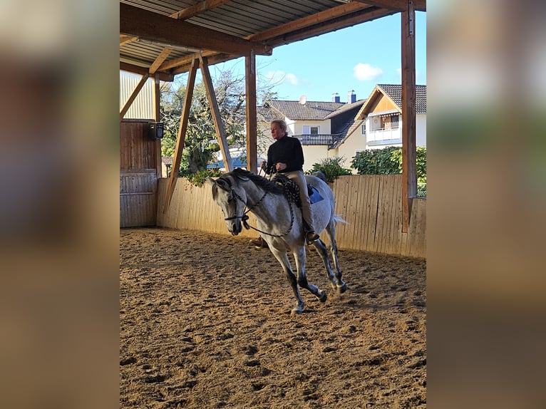 Araber-Berber Wallach 12 Jahre 173 cm Schimmel in Schwalmstadt