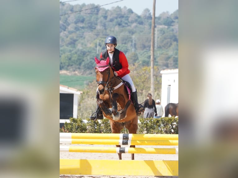 Araber-Berber Wallach 20 Jahre 140 cm Dunkelbrauner in Balaguer