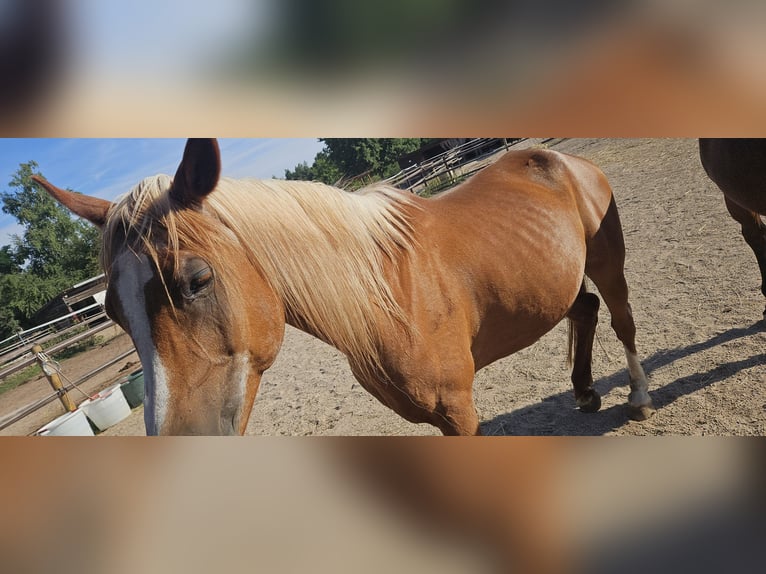 Araber-Berber Wallach 23 Jahre 160 cm Fuchs in N&#xFC;rnberg