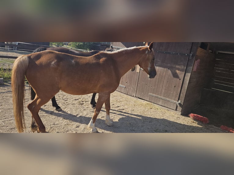 Araber-Berber Wallach 23 Jahre 160 cm Fuchs in N&#xFC;rnberg