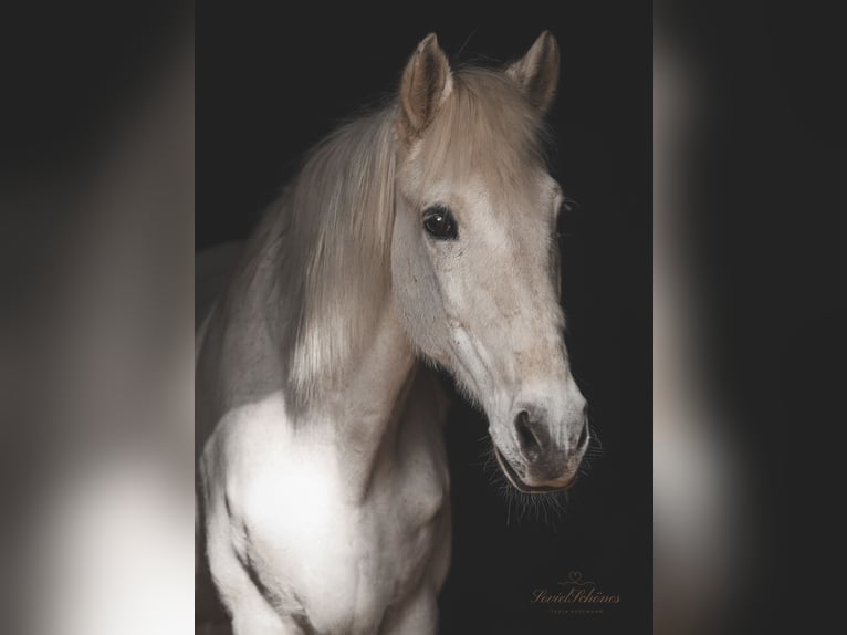 Araber-Berber Wallach 24 Jahre 163 cm Apfelschimmel in Hattingen