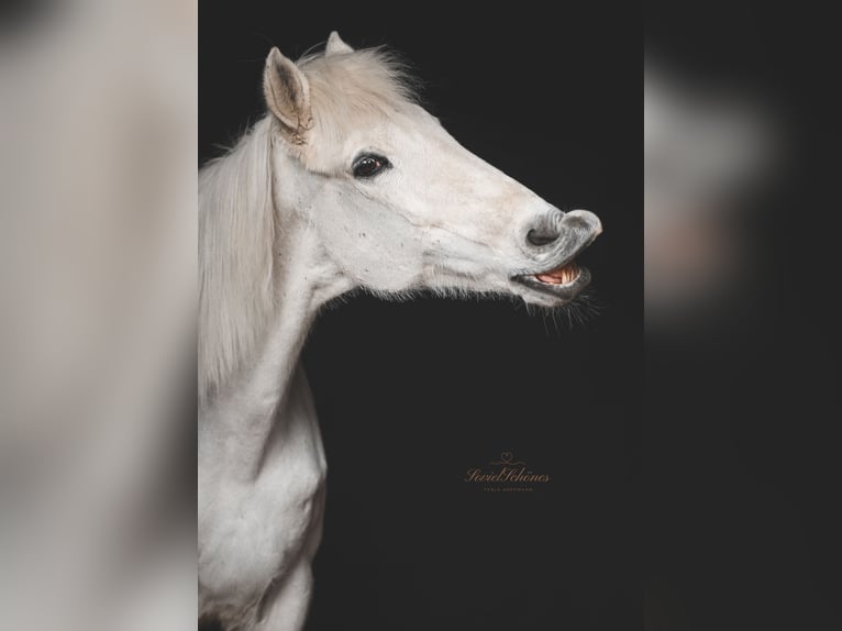 Araber-Berber Wallach 24 Jahre 163 cm Apfelschimmel in Hattingen