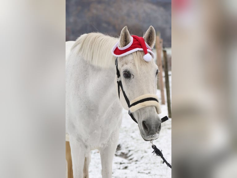 Araber-Berber Wallach 24 Jahre 163 cm Apfelschimmel in Hattingen