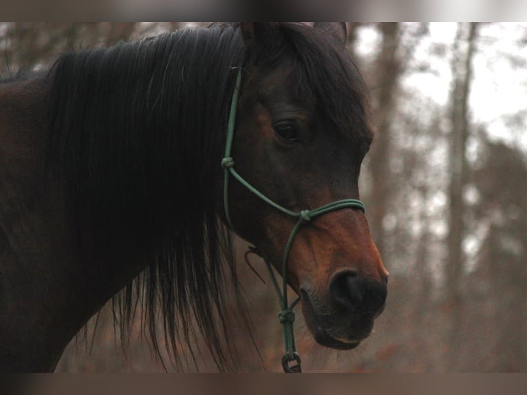 Araber-Berber Mix Wallach 25 Jahre 155 cm Brauner in Eckwälden