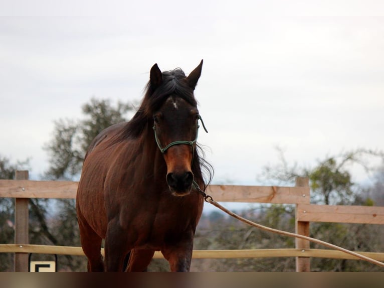 Araber-Berber Mix Wallach 25 Jahre 155 cm Brauner in Eckwälden