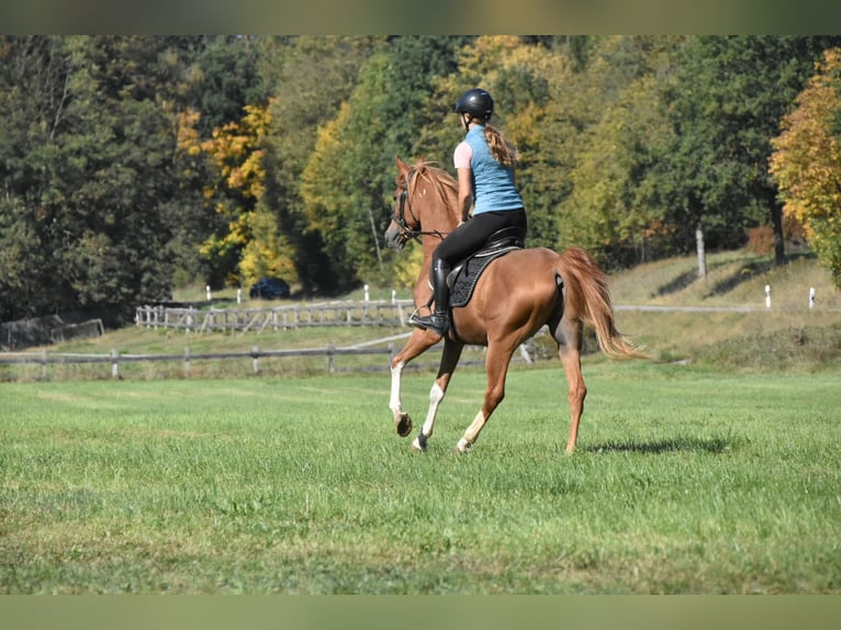 Araber-Berber Wallach 4 Jahre 150 cm Fuchs in Arnstorf
