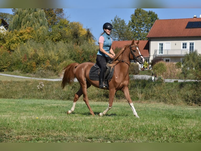 Araber-Berber Wallach 4 Jahre 150 cm Fuchs in Arnstorf