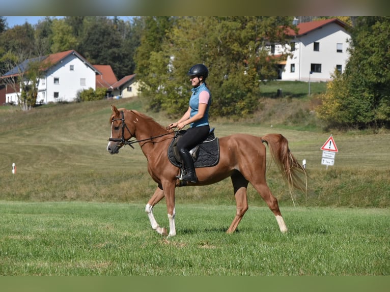 Araber-Berber Wallach 4 Jahre 150 cm Fuchs in Arnstorf