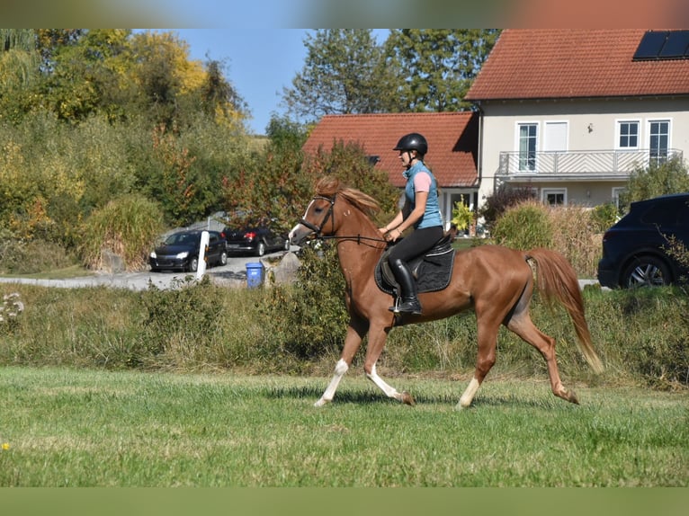 Araber-Berber Wallach 4 Jahre 150 cm Fuchs in Arnstorf