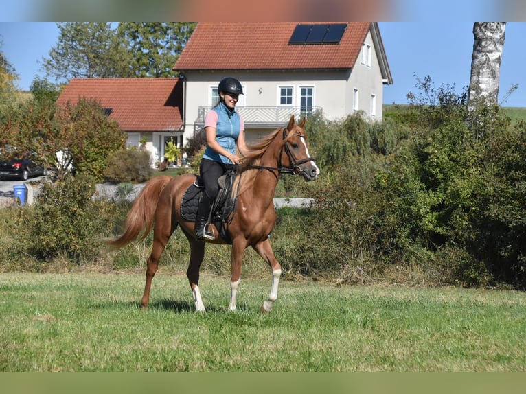Araber-Berber Wallach 4 Jahre 150 cm Fuchs in Arnstorf