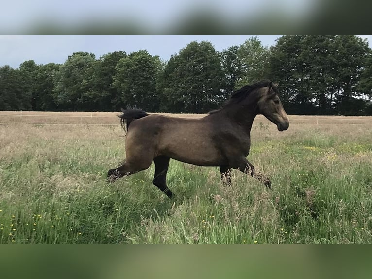 Araber-Berber Wallach 4 Jahre 157 cm Buckskin in Wagenfeldgenfeld