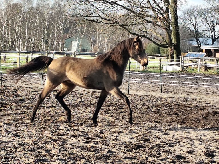 Araber-Berber Wallach 5 Jahre 157 cm Buckskin in Wagenfeldgenfeld