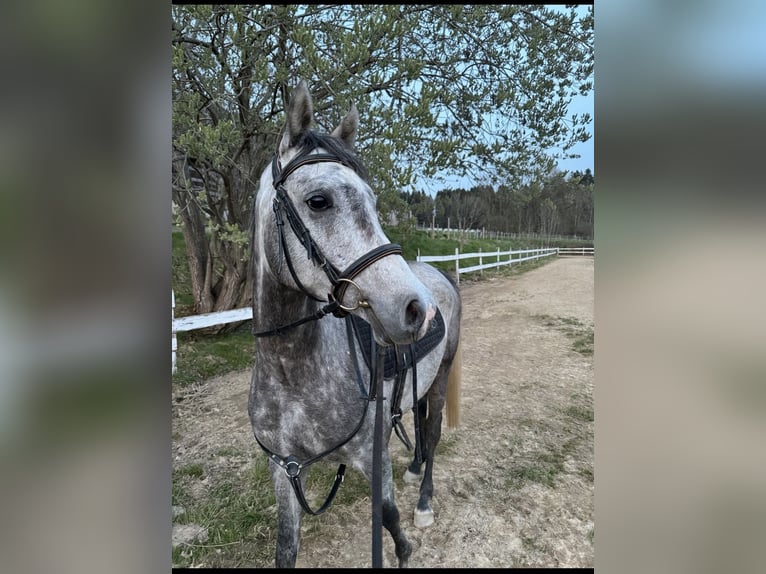 Araber-Berber Wallach 6 Jahre 150 cm Apfelschimmel in Witzmannsberg