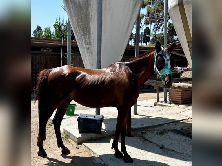 Araber-Berber Wallach 6 Jahre 162 cm Dunkelfuchs in Formello