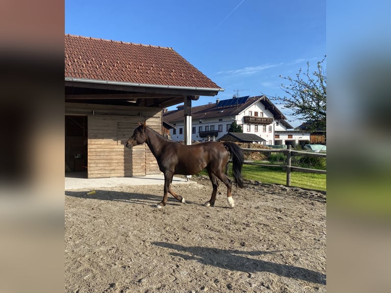 Araber-Berber Wallach 9 Jahre 155 cm Fuchs in SöchtenauSöchtenau