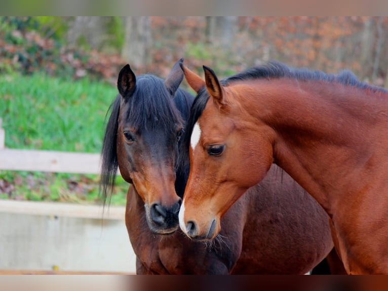 Araber-Berber Mix Wallach 9 Jahre 165 cm in Eckw&#xE4;lden