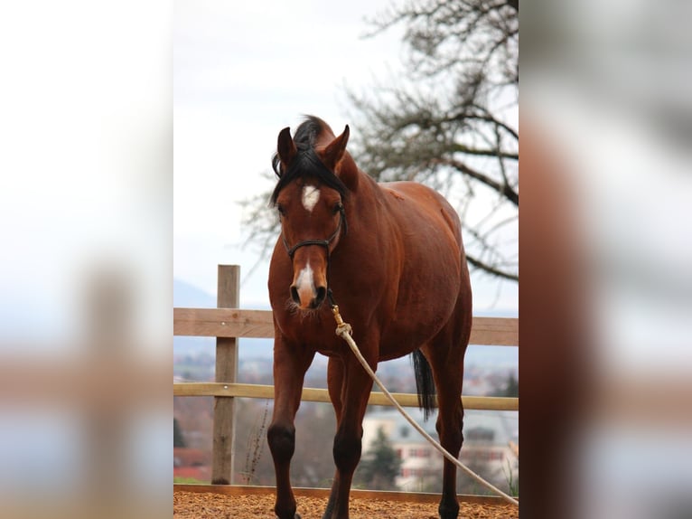 Araber-Berber Mix Wallach 9 Jahre 165 cm in Eckw&#xE4;lden