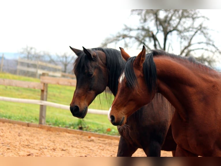 Araber-Berber Mix Wallach 9 Jahre 165 cm in Eckw&#xE4;lden