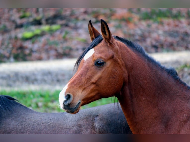 Araber-Berber Mix Wallach 9 Jahre 165 cm in Eckw&#xE4;lden
