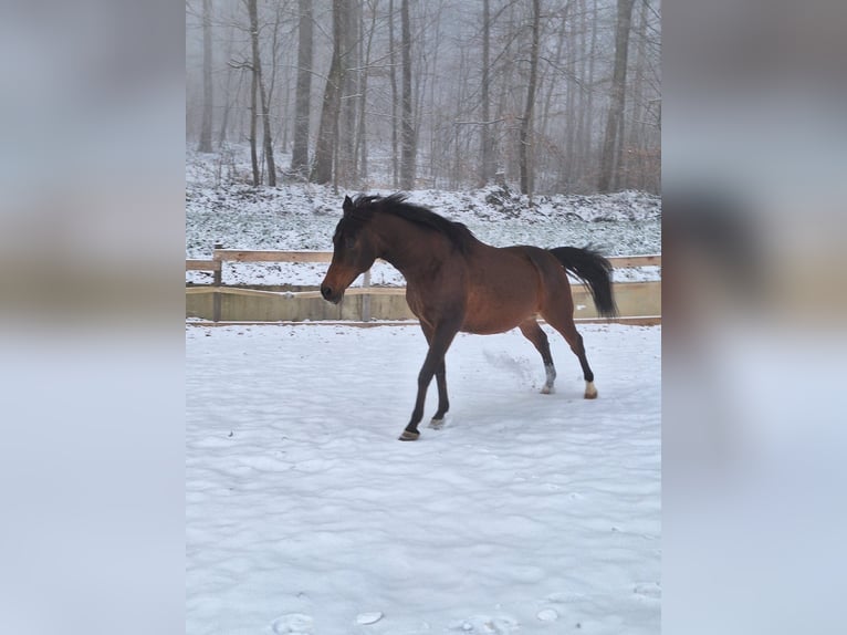 Araber-Berber Mix Wallach 9 Jahre 165 cm in Eckw&#xE4;lden