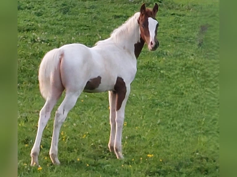 Araberpinto Hengst 1 Jahr 160 cm Schecke in Nesselwängle
