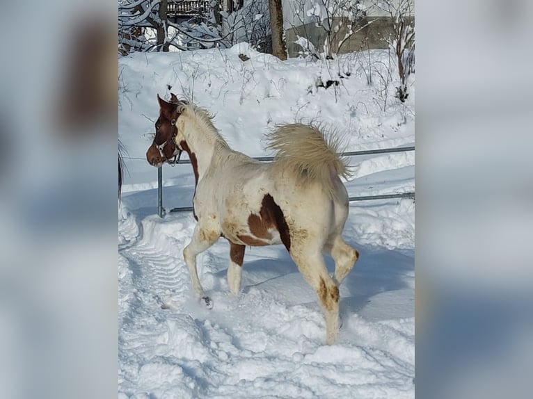 Araberpinto Hengst 1 Jahr 160 cm Schecke in Nesselwängle