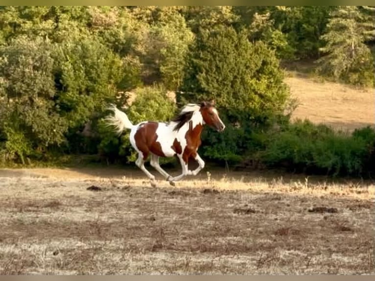 Araberpinto Hengst 2 Jahre Tobiano-alle-Farben in Montricoux
