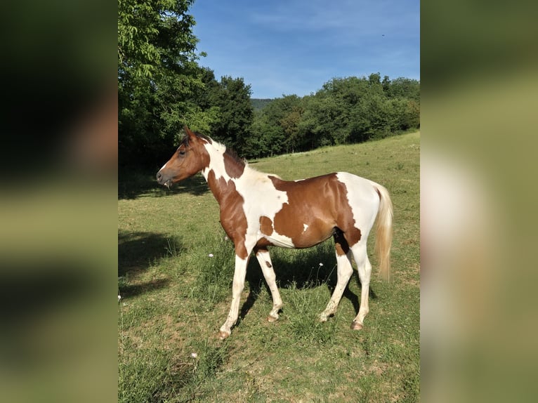Araberpinto Hengst 2 Jahre Tobiano-alle-Farben in Montricoux