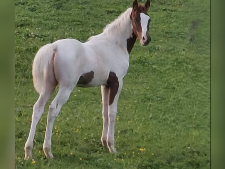 Araberpinto Hengst Fohlen (03/2026) 100 cm Schecke in Bad Ragaz