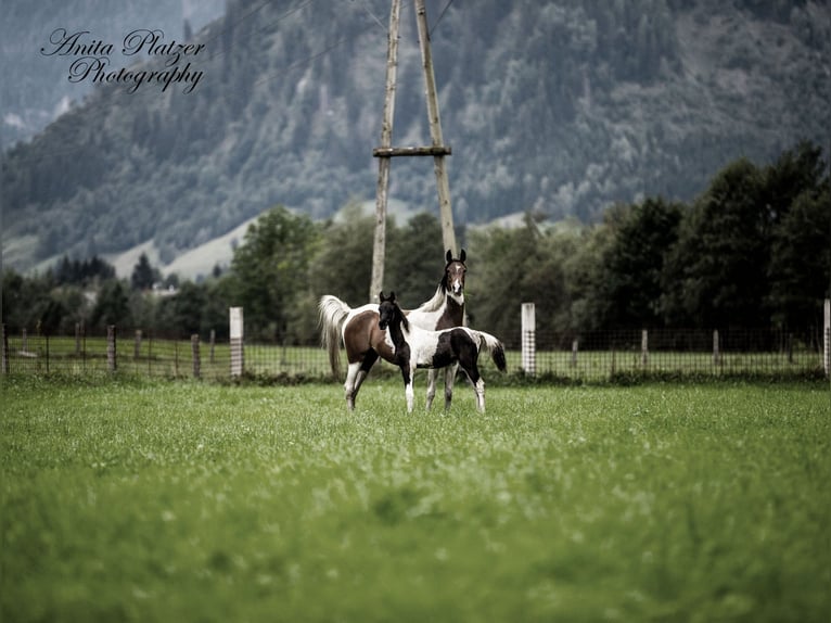 Araberpinto Hengst Fohlen (04/2026) Schecke in Rauris