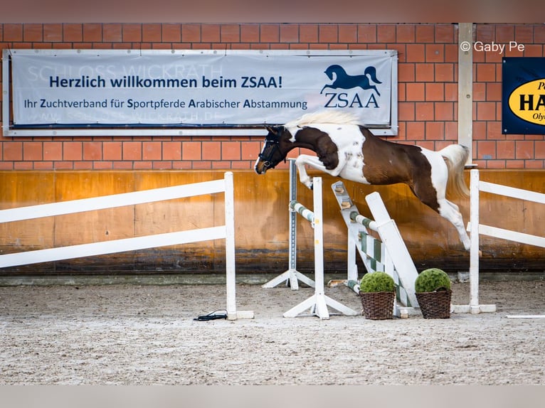 Araberpinto Hengst Tobiano-alle-Farben in Blankenhain