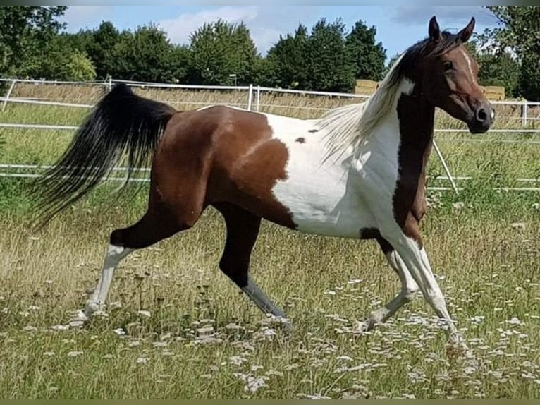 Araberpinto Stute 12 Jahre 146 cm Dunkelbrauner in Wolfhagen