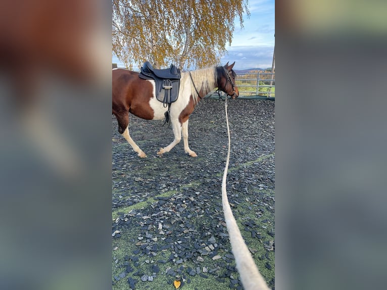 Araberpinto Stute 12 Jahre 146 cm Schecke in Wolfhagen