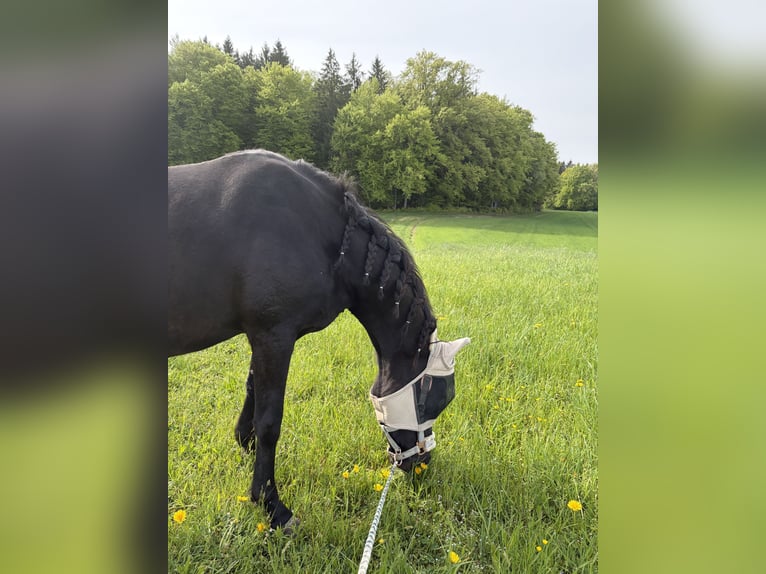 Araberpinto Mix Stute 8 Jahre 145 cm Rappe in Hohenlinden