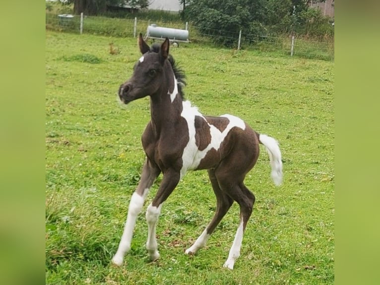 Araberpinto Stute Fohlen (07/2026) 158 cm Schecke in Nesselwängle