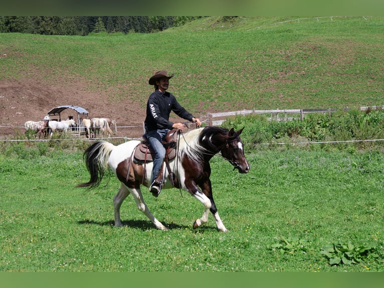 Araberpinto Wallach 4 Jahre 156 cm Schecke in Achenkirch
