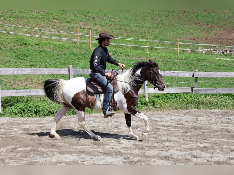 Araberpinto Wallach 4 Jahre 156 cm Schecke in Achenkirch