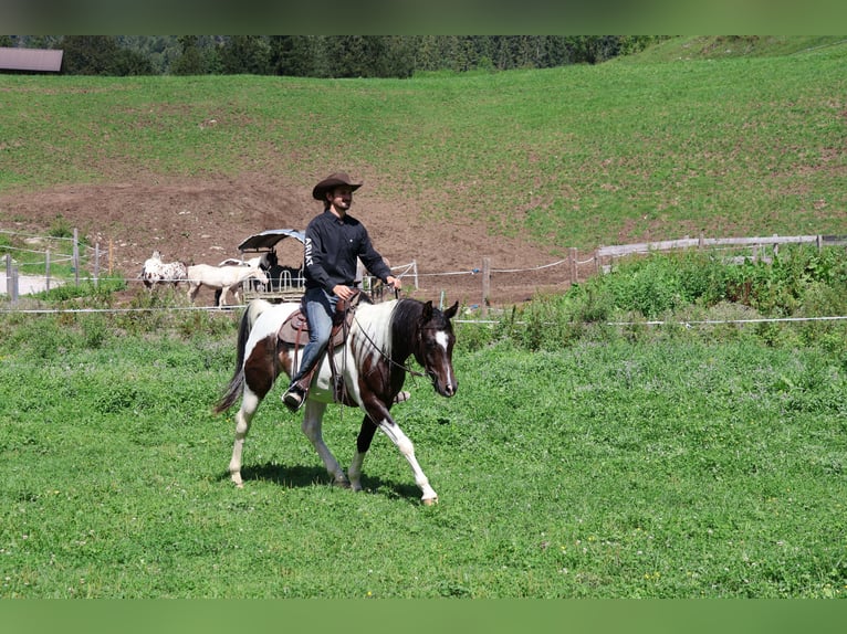 Araberpinto Wallach 4 Jahre 156 cm Schecke in Achenkirch