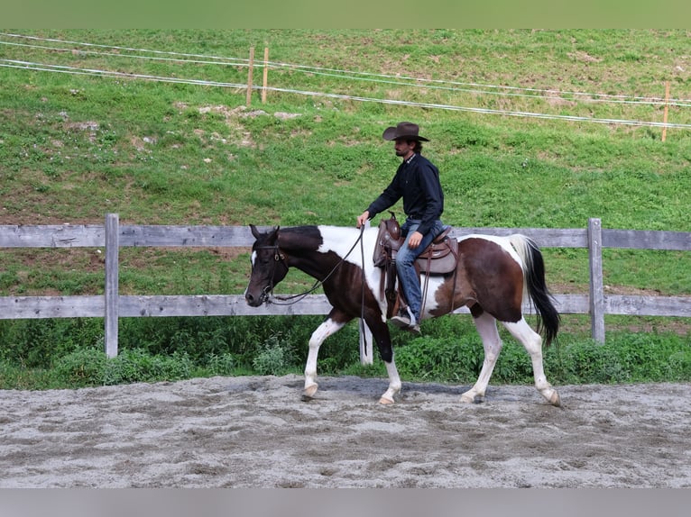 Araberpinto Wallach 4 Jahre 156 cm Schecke in Achenkirch