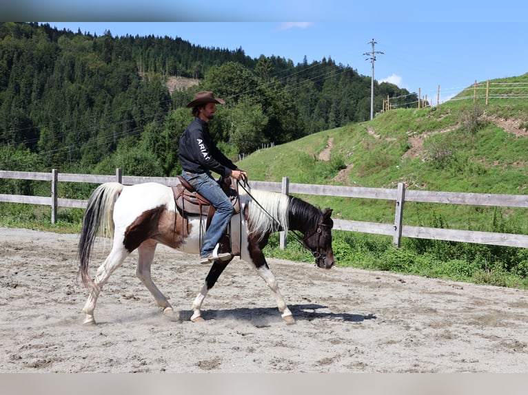 Araberpinto Wallach 4 Jahre 156 cm Schecke in Achenkirch