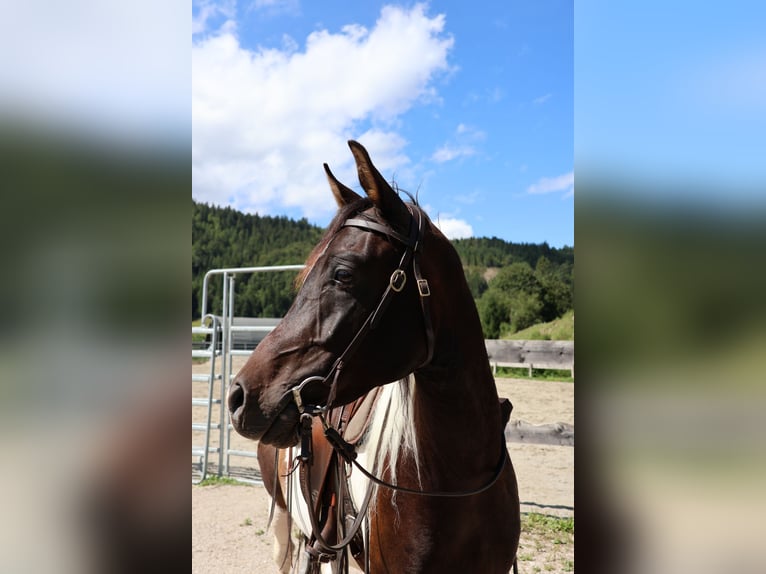 Araberpinto Wallach 4 Jahre 156 cm Schecke in Achenkirch