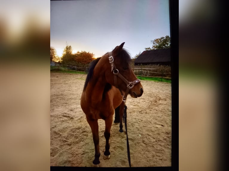 Arabian Berber Gelding 10 years 14,2 hh Bay-Dark in Weiden