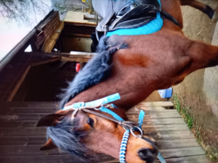 Arabian Berber Gelding 10 years 14,2 hh Bay-Dark in Weiden