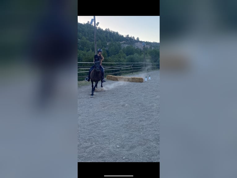 Arabian Berber Gelding 12 years 15,1 hh Bay-Dark in Igualada