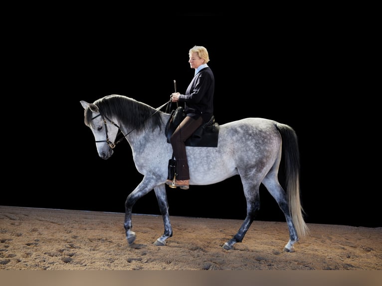 Arabian Berber Gelding 12 years 17 hh Grey in Schwalmstadt