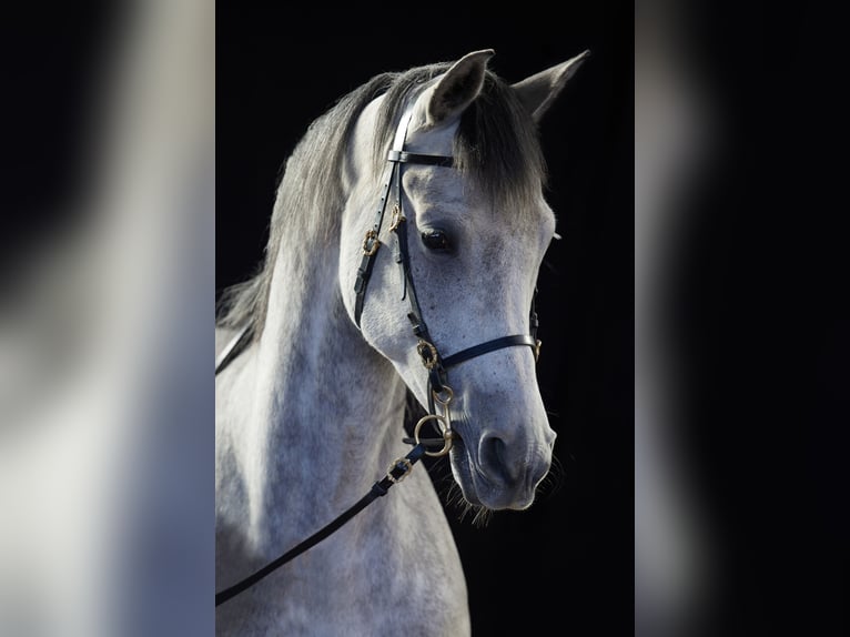 Arabian Berber Gelding 12 years 17 hh Grey in Schwalmstadt