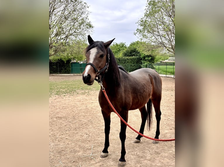 Arabian Berber Gelding 13 years 15,2 hh Brown in Paderno Dugnano