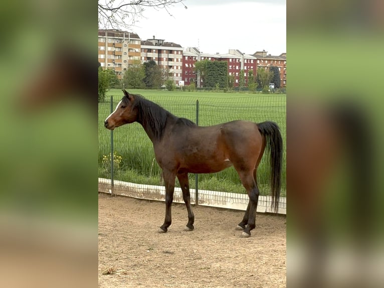 Arabian Berber Gelding 13 years 15,2 hh Brown in Paderno Dugnano