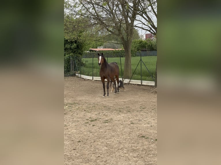 Arabian Berber Gelding 13 years 15,2 hh Brown in Paderno Dugnano
