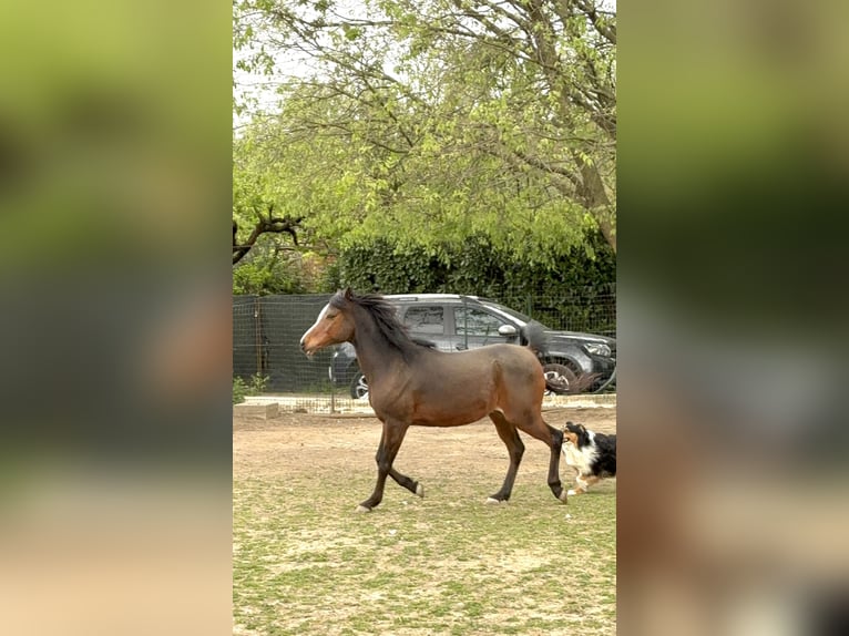 Arabian Berber Gelding 13 years 15,2 hh Brown in Paderno Dugnano